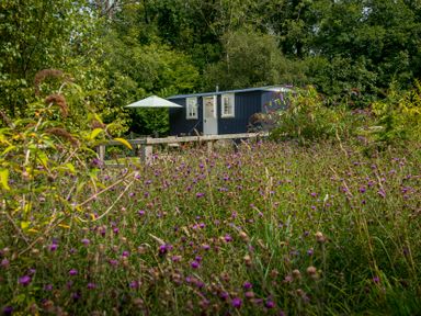 A cabin with a patio umbrella surrounded by flowers at Bedwen in Aberaeron