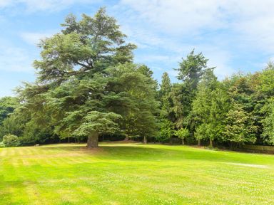 A large tree on a grassy field with other trees in the background at The Hall in Belford