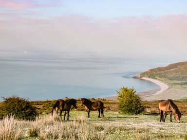 A scenic view of horses grazing near the ocean at Silver Birch in Dolton