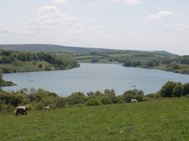 A scenic view of a lake surrounded by trees and sheep at Silver Birch Dolton