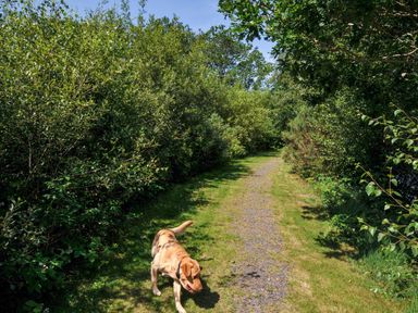 A path with a dog walking through bushes at Silver Birch Dolton