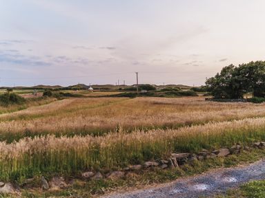 A field with grass and a house in the distance at Glanllyn Bach in Llanfaelog