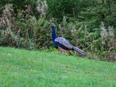 A peacock standing on grass near plants and shrubs at Llwynderw Hall in Abergwesyn near Llanwrtyd Wells
