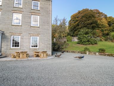 Exterior of a stone building with three wooden picnic tables on a stone patio and peacocks on a gravel ground near trees and grass at Llwynderw Hall in Abergwesyn near Llanwrtyd Wells