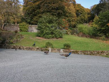 A gravel area with peacocks and a stone wall with green grass and trees behind at Llwynderw Hall in Abergwesyn near Llanwrtyd Wells