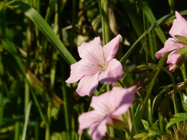 Pink flowers with green grass surrounding them in a natural setting