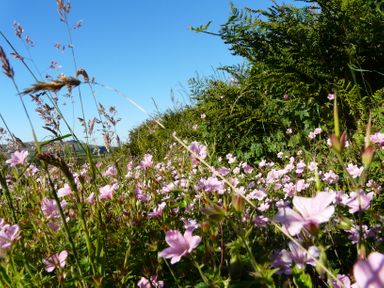 A field with pink flowers and green bushes under a blue sky at The Loft in Pontfaen near Fishguard