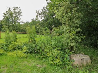 A grassy outdoor area with green shrubs bushes trees and a tree stump at Field View in Llanybydder