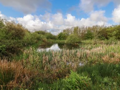 A pond surrounded by reeds and bushes at Lake View in Kestle Mill near Quintrell Downs