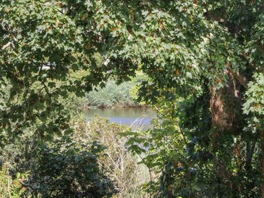 A view of a lake through dense green trees and bushes at Lake View in Swanpool Nr Falmouth