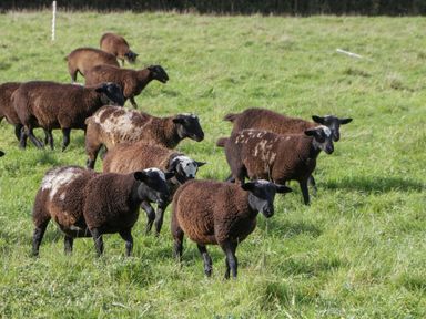 A group of brown and black sheep grazing on grass in a field at Doubletree Cottage in Swainsford near Mere