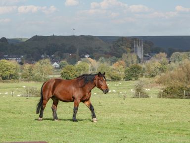 A brown horse walking in a grassy field with trees and buildings in the background at Singletree Cottage in Swainsford near Mere