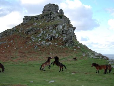 Wild ponies on grassy land near rocky hill with cloudy sky