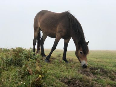 A brown horse grazing on grass in a foggy field at The Old Smithy in Lynton