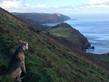 A dog sitting on a grassy hillside overlooking cliffs and the sea at The Old Smithy in Lynton