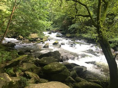 A river flowing through rocks and surrounded by trees at The Old Smithy in Lynton