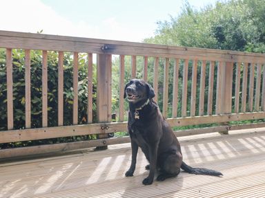 A black dog sitting on a wooden deck with wooden railing and green bushes in the background at The Willows in Winnard's Perch near St Columb Major