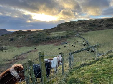 A fenced field with ponies near grazing cows on hilly terrain under a cloudy sky at Beudy Mawr in Cwmystradllyn near Tremadog