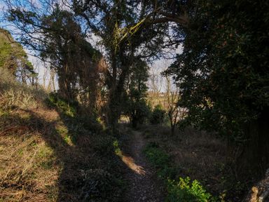 A narrow dirt path surrounded by trees and plants in a forest area