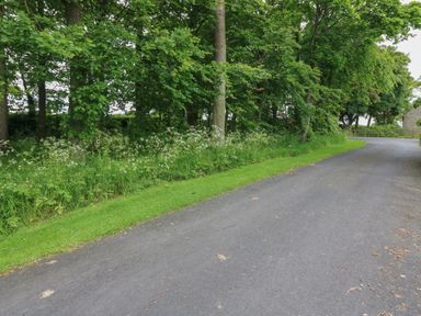 A paved road curving to the right with a grassy verge and trees alongside at The Haven in Norham
