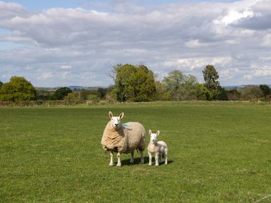 A sheep and a lamb standing on a grassy field with trees and clouds in the background at Hollie in Raglan
