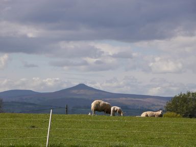 Sheep grazing and resting on a grassy field with mountains in the background at Hollie in Raglan