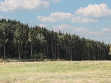 A landscape with trees and grass under a cloudy sky at Poppy in Raglan