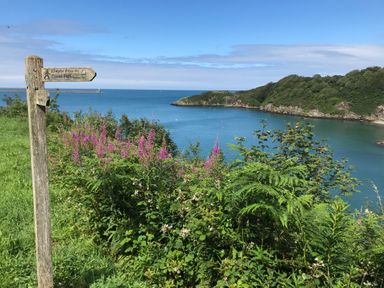 A coastal path sign next to green vegetation and pink flowers overlooking a blue sea and rocky cliffs at Orielton Cottage in Dinas Cross