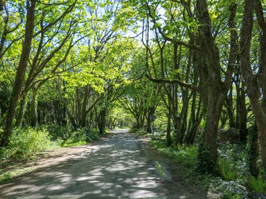 A sunlit dirt road lined with tall trees with green leaves at Sunriser in Tara Hill near Ballymoney County Wexford