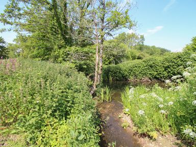 A small stream flowing through green plants and trees at Acres Meadow in Maiden Newton