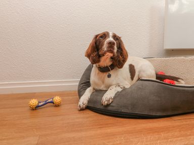 A dog lying on a dog bed with toys on a wooden floor at Number 24 The Park in Kilkhampton