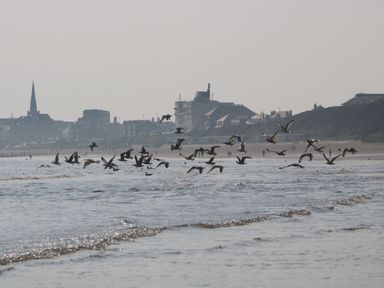A group of birds flying over the sea near a beach with buildings and cliffs in the background at Sunny South Shore in Bridlington
