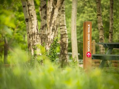 Birch trees and a wooden post with a woodland walk sign next to a picnic table in a forest
