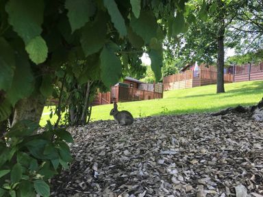 A rabbit on wood chips under trees with grassy slope and wooden cabins in the background at Lodge 45 - Lazy Bear Finlakes Holiday Park near Chudleigh