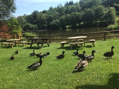 A group of ducks on grass near picnic tables and a pond surrounded by trees at Lodge 58 - Oak Tree Lodge in Finlakes Holiday Park near Chudleigh