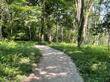 A dirt path winding through a forest with green plants and trees at Woodland View 7 - Oak Cabin Finlakes Holiday Park near Chudleigh