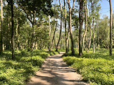 A forest with a dirt path running through it at Woodland View 7 - Oak Cabin in Finlakes Holiday Park near Chudleigh