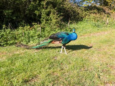 A peacock walking through grass at Aspen Lodge in Whitby