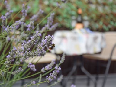 Lavender flowers with a bee and a blurred outdoor table and chairs at Caines Cottage in Westleton