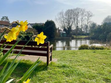 Yellow daffodils near a wooden bench by a pond with houses and trees in the background at Caines Cottage in Westleton