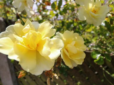Close up of yellow flowers on a plant with green leaves outdoors at 23 Cois Caol Skibbereen County Cork