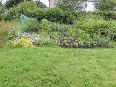 A garden with vegetable beds flowers and green plants at Woodcutters Cottage in Park Village near Haltwhistle