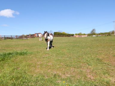 A field with horses grazing in it at Hazel Lodge in Whitby