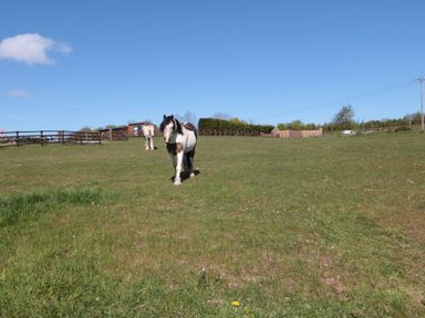 A horse in a grassy field at Willow Lodge in Whitby