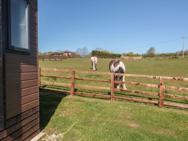 Two horses grazing in a field near a wooden fence at Magnolia Lodge in Whitby