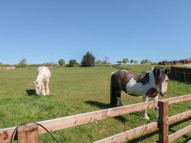 Two horses grazing in a field at Magnolia Lodge in Whitby