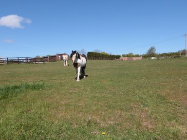 A horse in a field with a fence and a house at Magnolia Lodge in Whitby