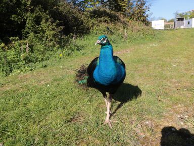 A peacock walking on grass near shrubs at Magnolia Lodge in Whitby