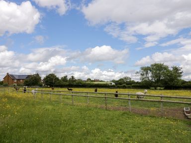 A fenced grassy field with alpacas and flowers near houses at Lavender Cottage in Oxhill near Tysoe