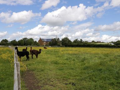 A fenced grassy field with alpacas and yellow flowers near a house at Lavender Cottage in Oxhill near Tysoe